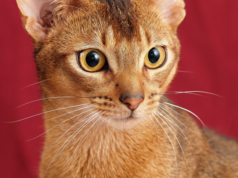 Abessinier Katze im Portrait