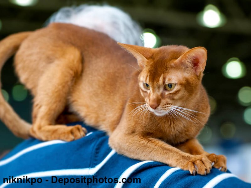 Abessinier sind Showkatzen