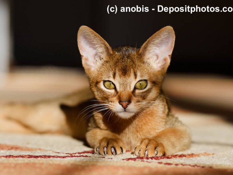 Junge Abessinier Fellfarbe Tabby getickt