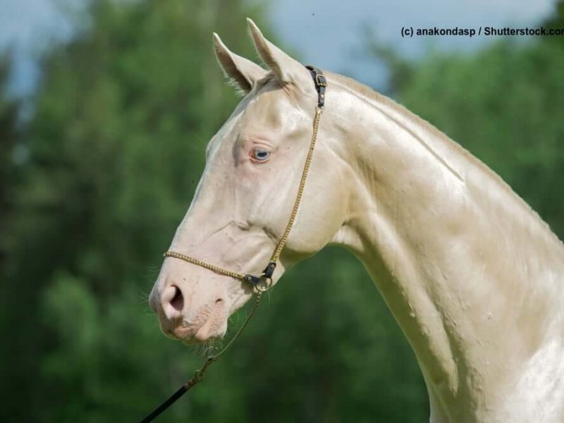 Achal-Tekkiner Cremello-Gold im Portrait