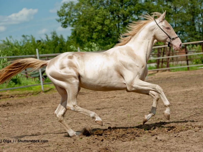 Pferdefarben Achal-Tekkiner Cremello gold Cream-Gen