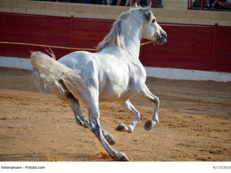 Andalusier im Galopp