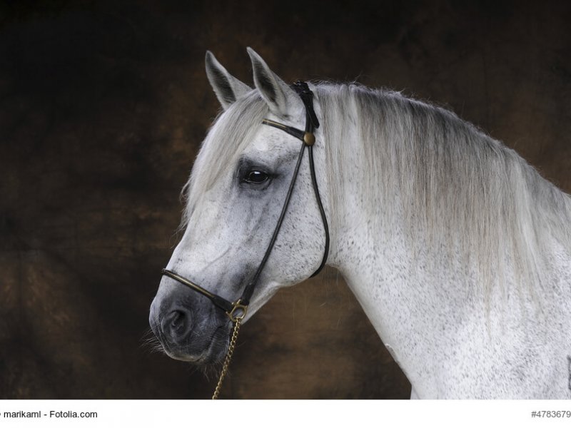 Portrait eines Andalusiers