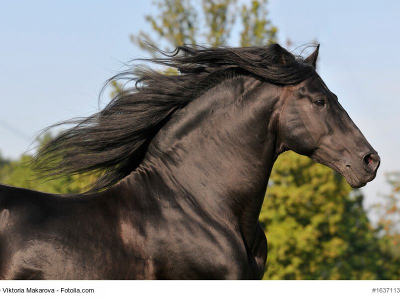 Andalusier mit wilder Mähne