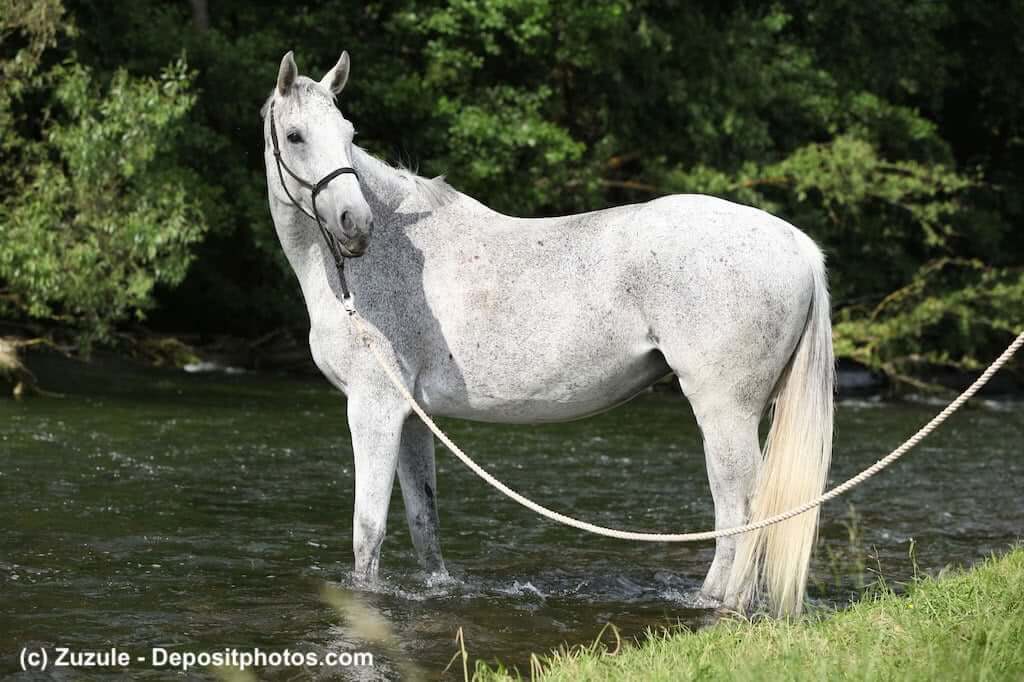 Englisches Vollblut Schimmel am Wasser