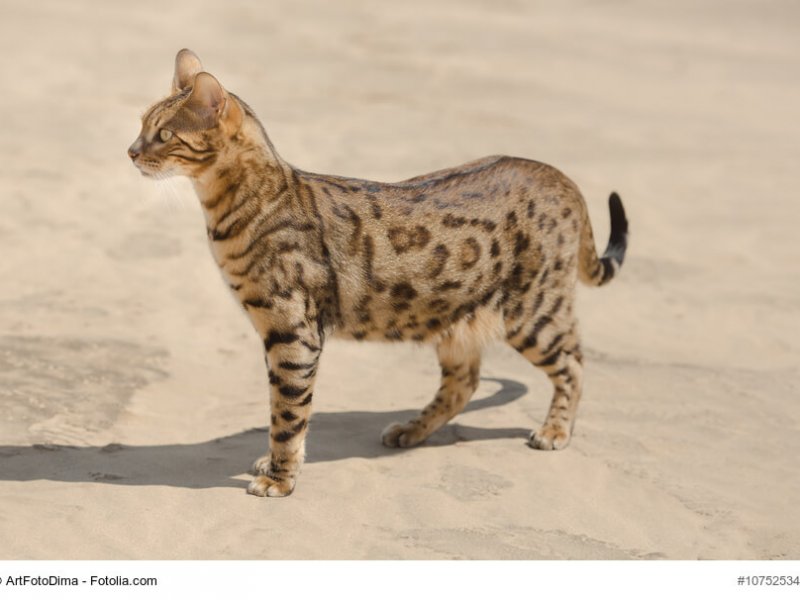 Ganzkörperbild einer  frei laufenden F5+ Savannah Katze