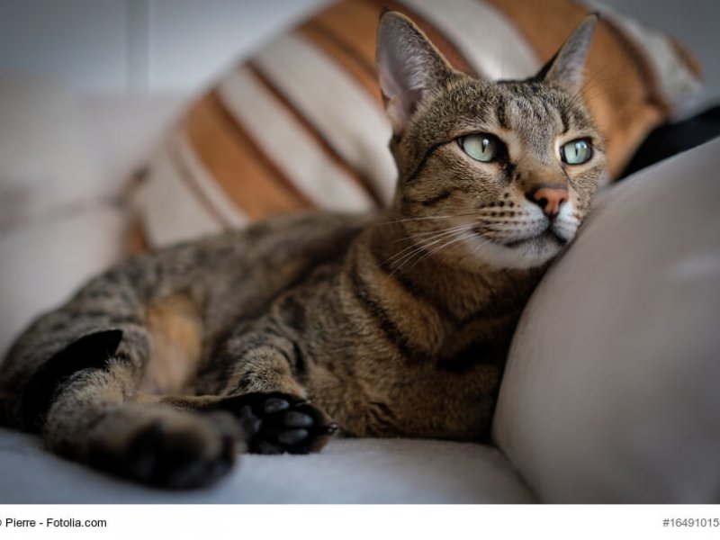 Nahaufnahme einer F5+ Savannah Katze, gemütlich auf dem Sofa