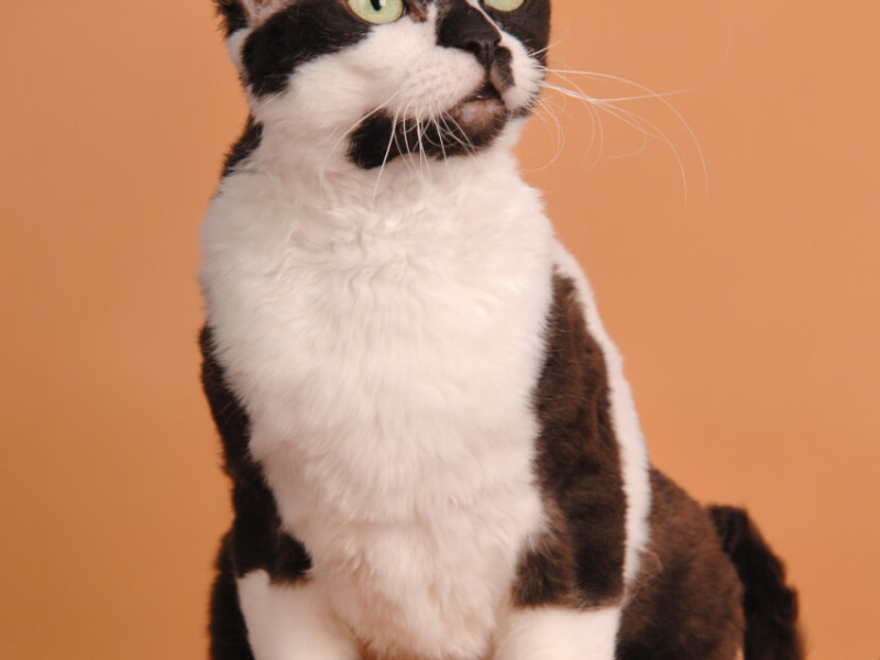 German Rex Katze auf Braun