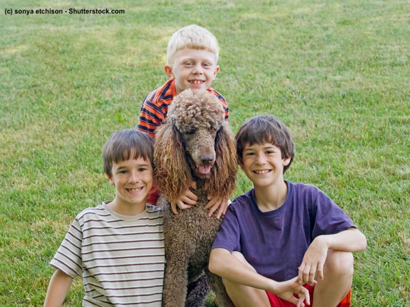 Grosspudel als Familienhund