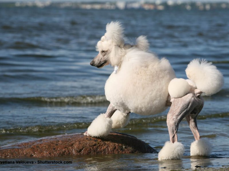Getrimmter Grosspudel am Wasser