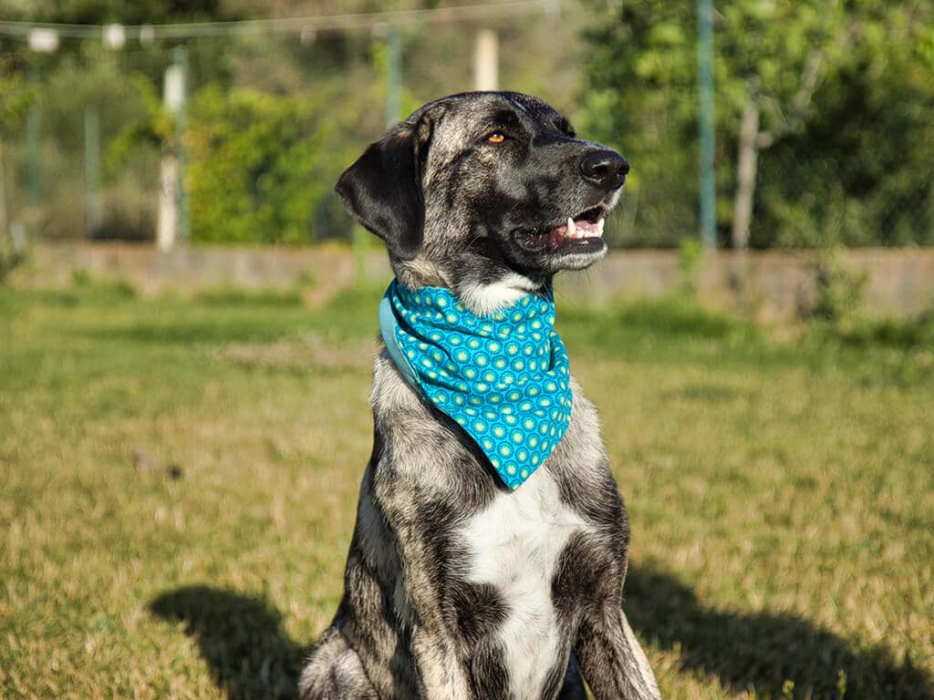 Ein schickes Dreieckstuch für Hunde kannst du ganz leicht selber machen.