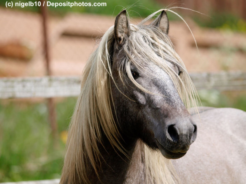 Highland Pony Portrait