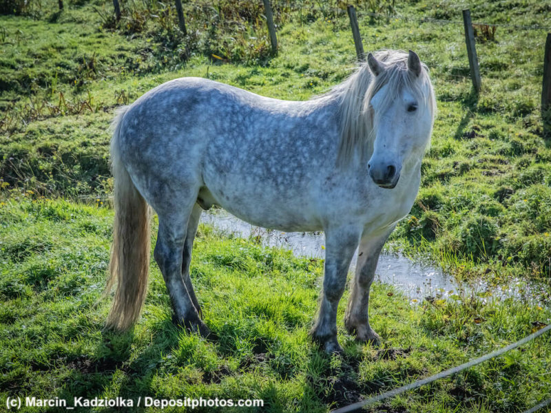 Highland Pony zuhause bei der Queen