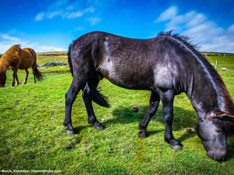 Highland Pony