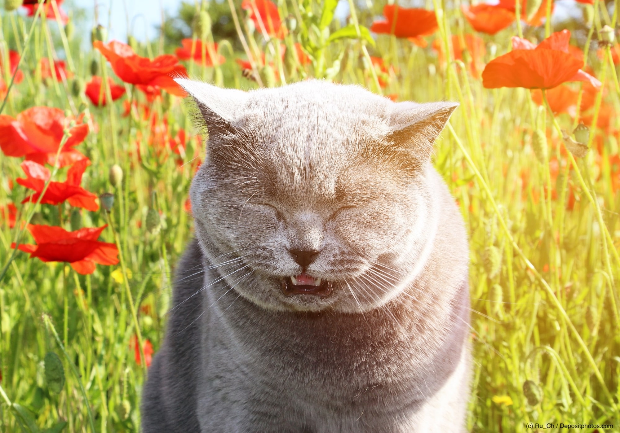 Eine Katze sitzt in einem Mohnfeld und niest. Due Beschriftung lautet: Auch Katzen können Allergien haben, aber in diesem Beitrag geht es um deine Allergie gegen deine Katze und was du tun kannst.