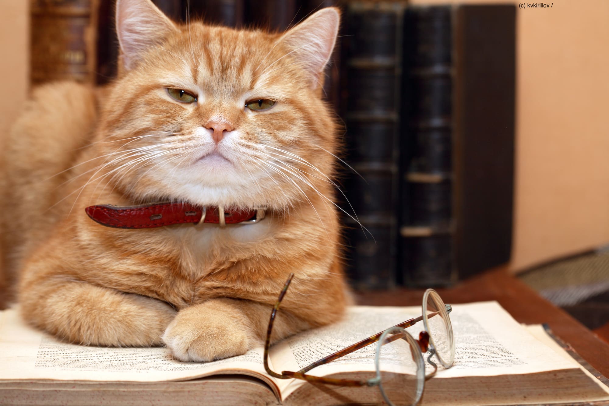 Nahaufnahme einer rotgetigerten Katze, die auf einem alten Buch liegt und neben ihr liegt eine Brille. Beschriftung lautet: Wie alt werden Katzen und wie erkennst du das Katzenalter deiner Samtpfote?