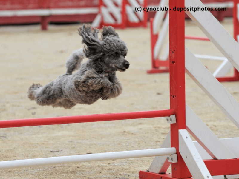 Kleinpudel springt über Hürde bei Agility