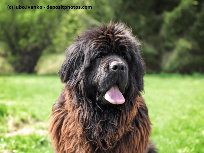 Neufundländer mit grünen Park im Hintergrund