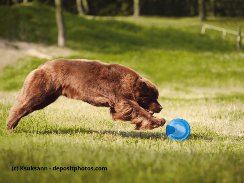 Neufundländer spielt auf Wiese mit Frisbee