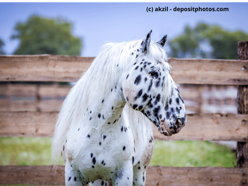 Noriker Hengst weiß-schwarz Portrait auf Feld