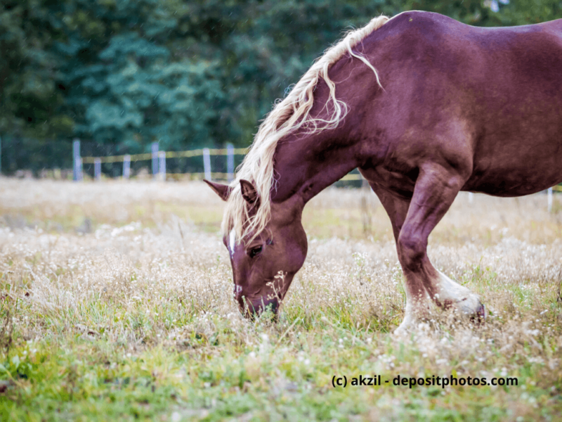 Noriker grast auf dem Feld