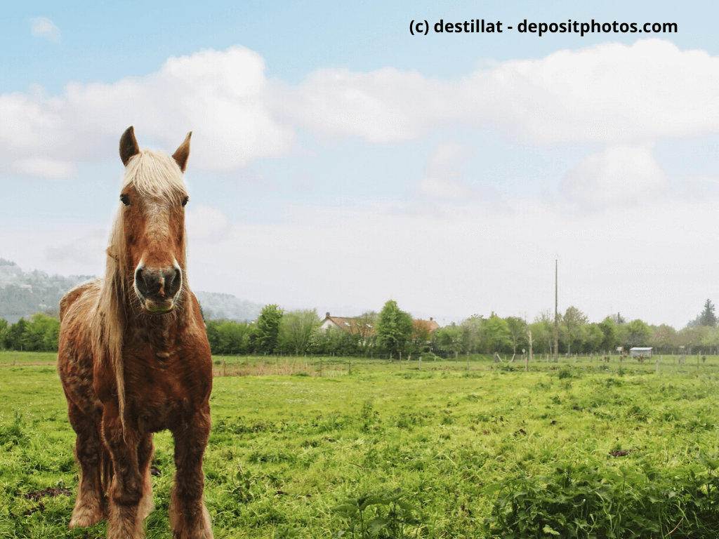 Percheron Steckbrief