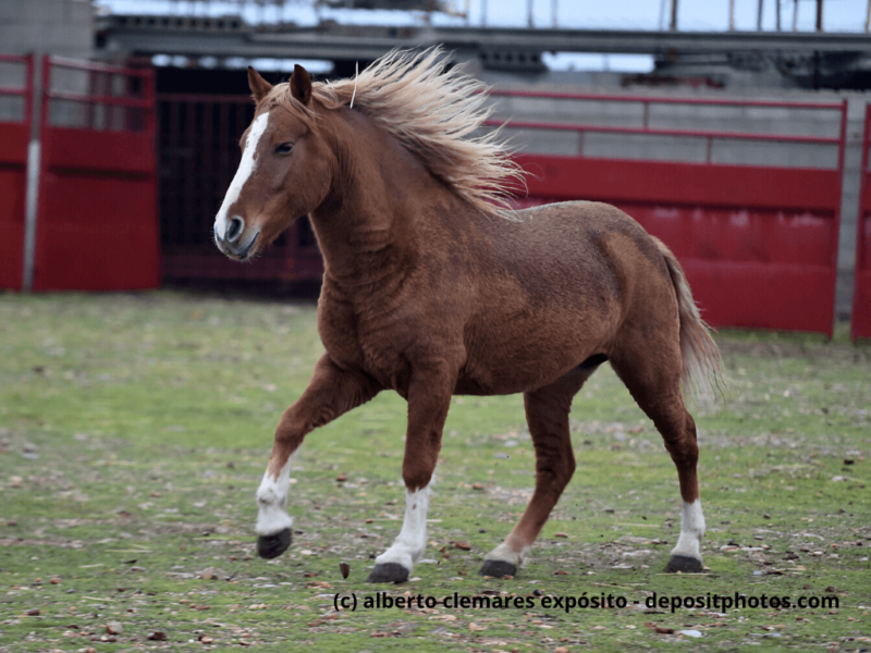Percheron im Lauf auf der Koppel