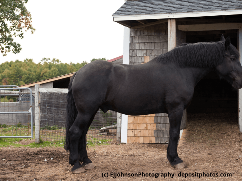 Percheron schwarz steht vor dem Stall