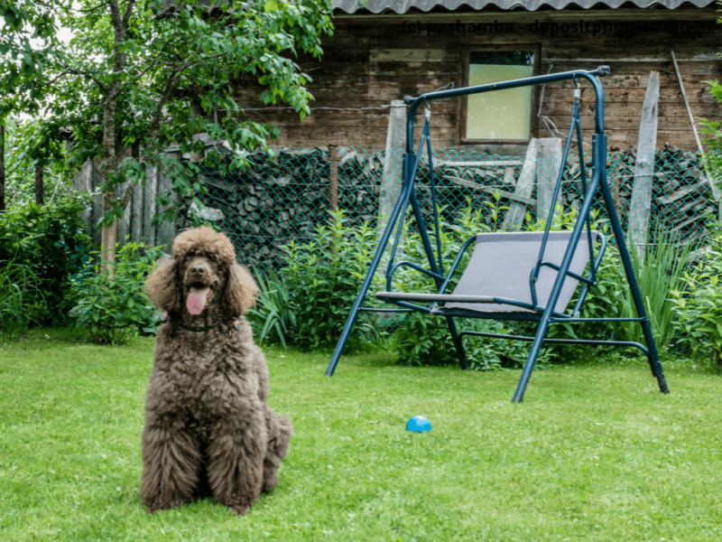Pudel braun sitzt im Garten und hängt Zunge raus