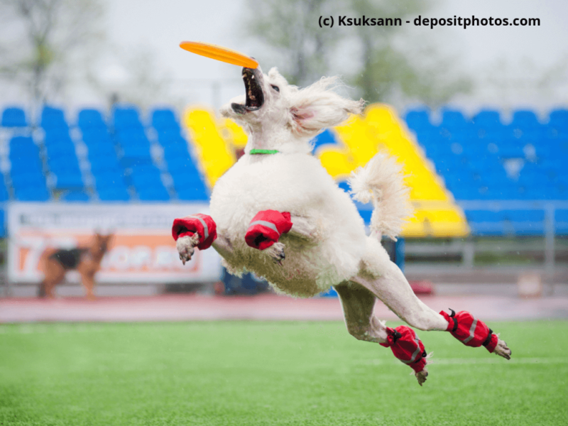 Pudel springt und fängt Frisbee