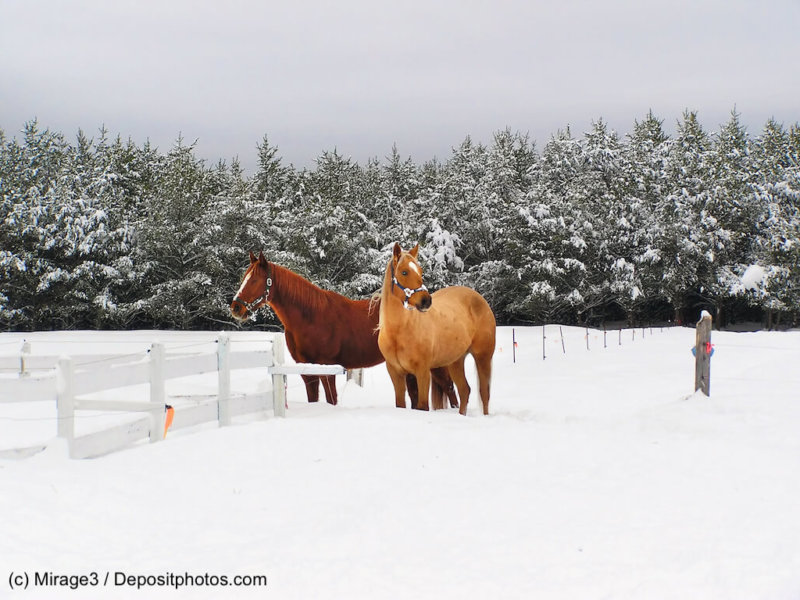 Quarter Horse in braun und hellbraun im Schnee