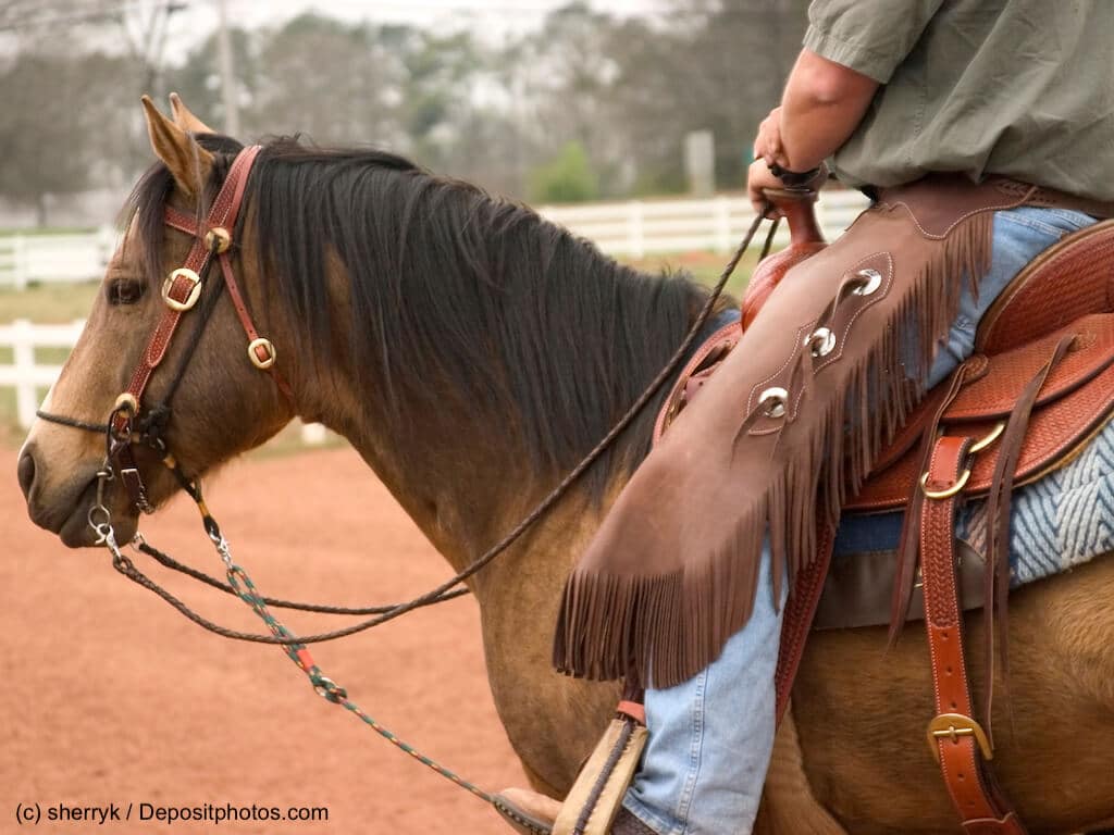Quarter Horse Steckbrief