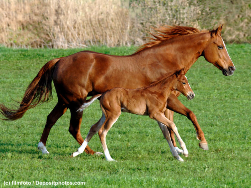 Pferde –  Stute mit Fohlen Quarter Horse