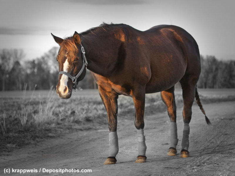 Quarter Horse mit Fesselschutz