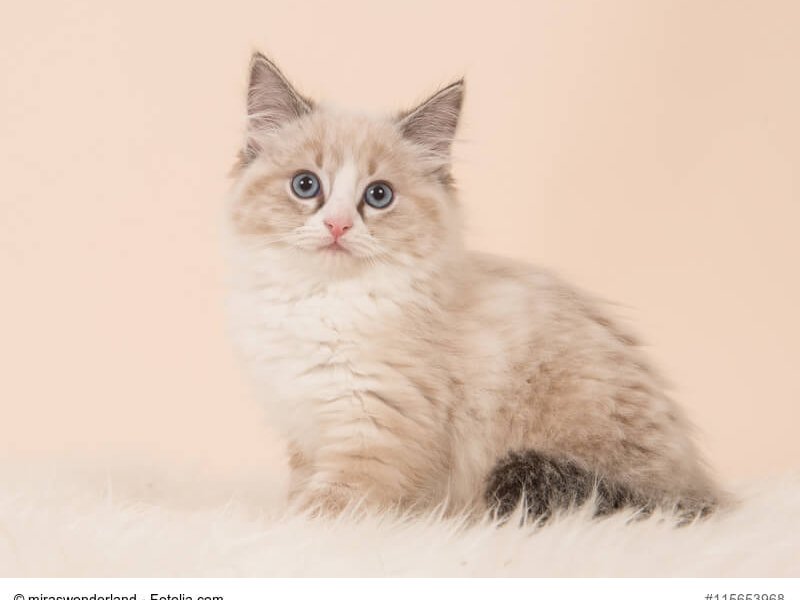 Ragdoll Kitte braun weiß