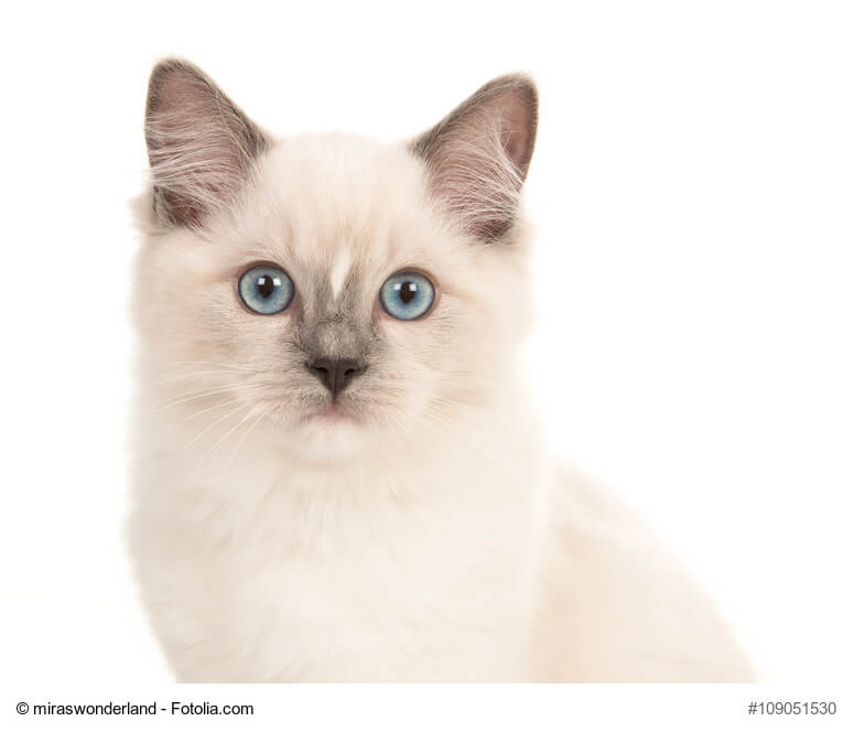 Ragdoll Steckbrief