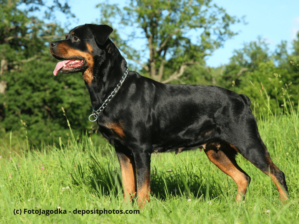 Rottweiler Steckbrief