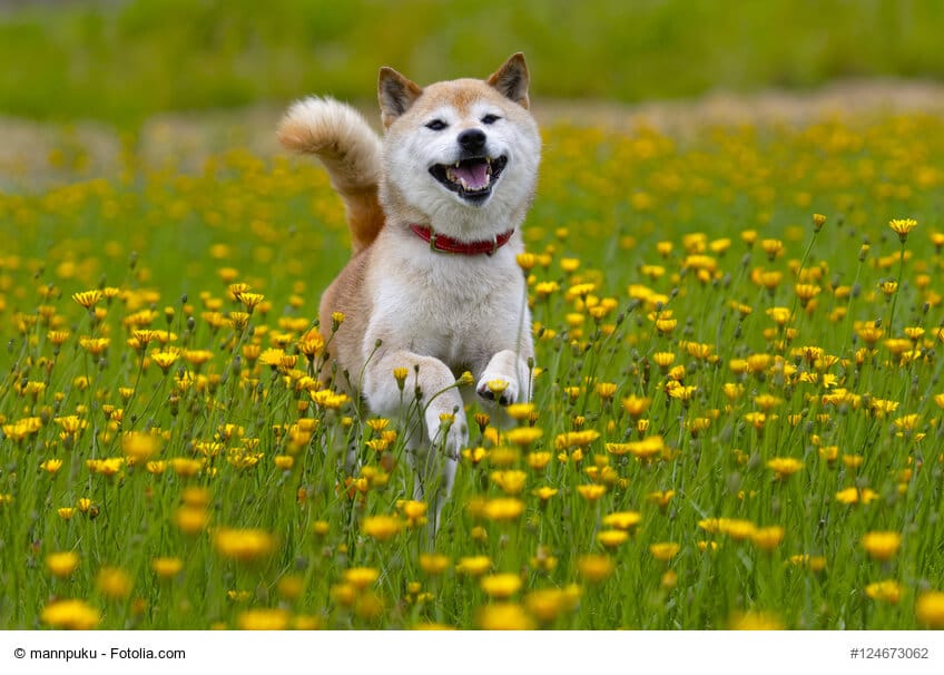 Shiba Inu Steckbrief