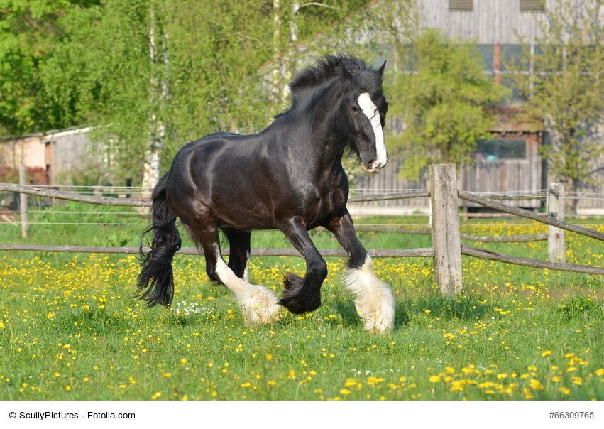 Shire Horse Rasseportrait