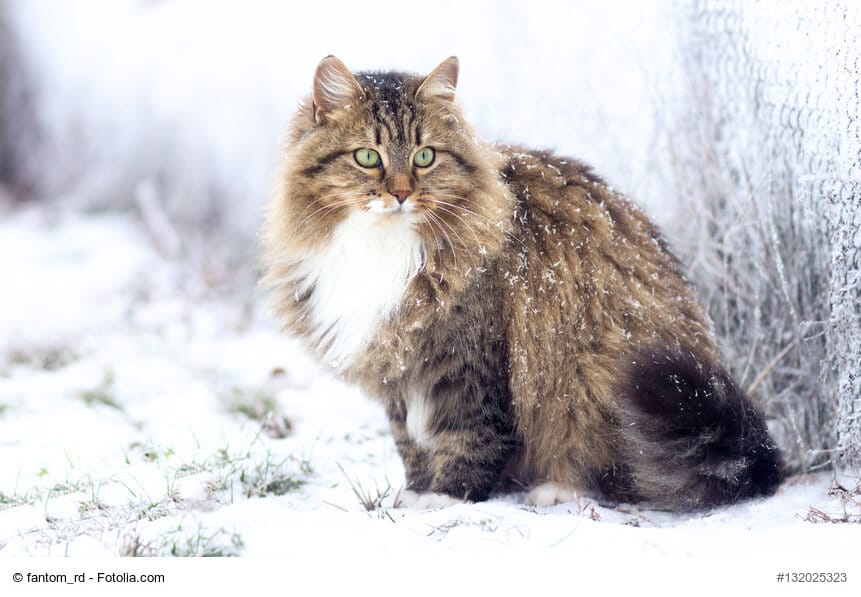 Sibirische Katze Rasseportrait