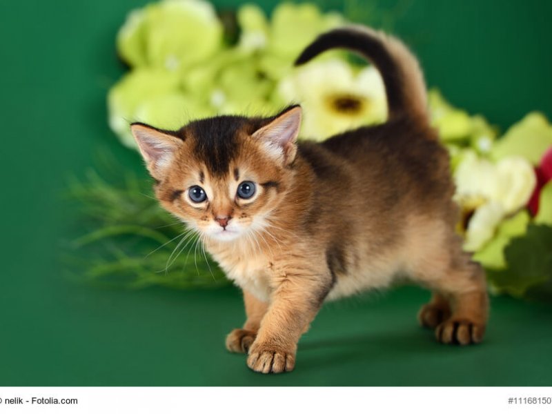 Somali Babykatze vor grünem Hintergrund
