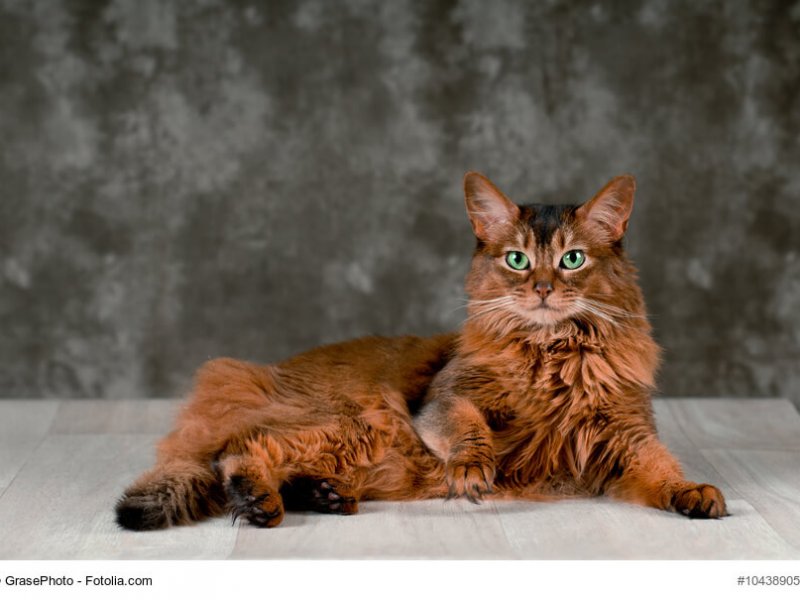 Somali Katze braun liegend