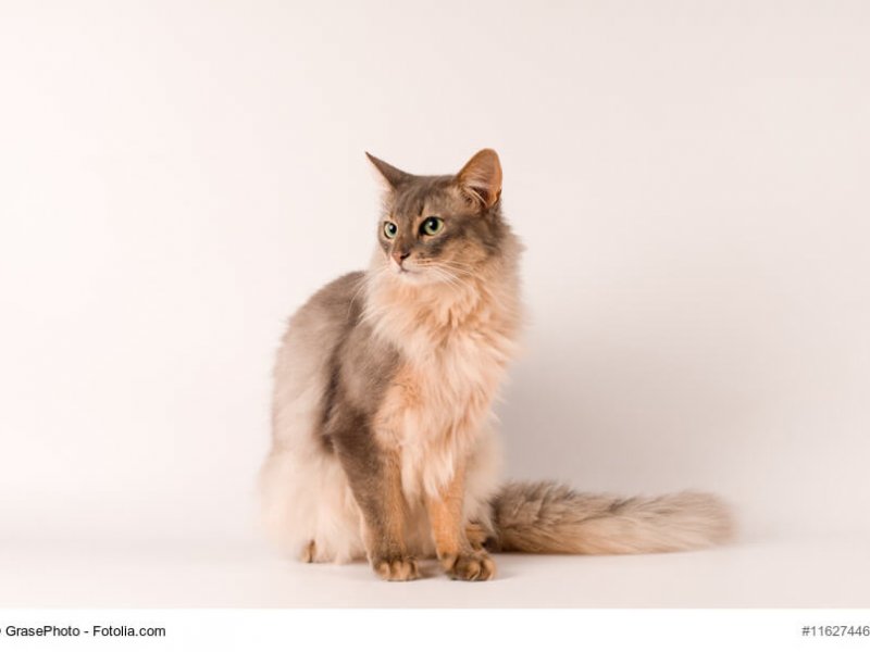 Somali Katze blau / creme