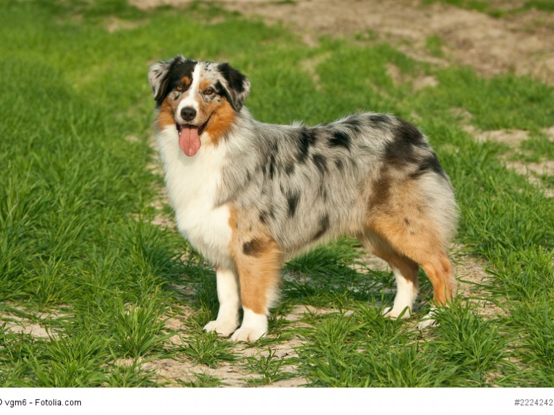 Australian Shepherd in einer “bunten” Farbkombination