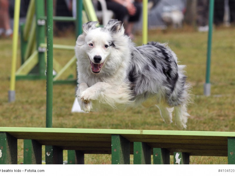 chien d’agility