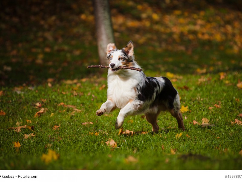 Australian Shepherd sind wahre Wirbelwinde und brauchen viel Beschäftigung.