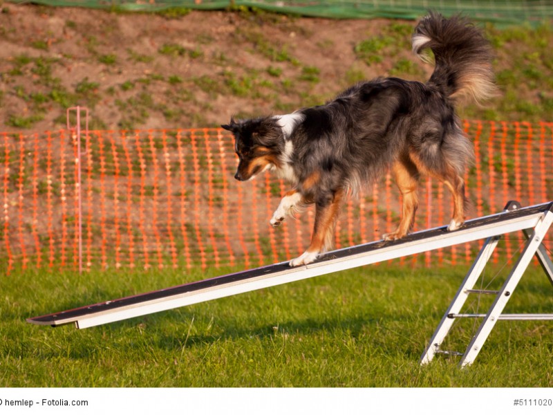 Australian Shepherd mögen Abwechslung wie hier auf einer Wippe.