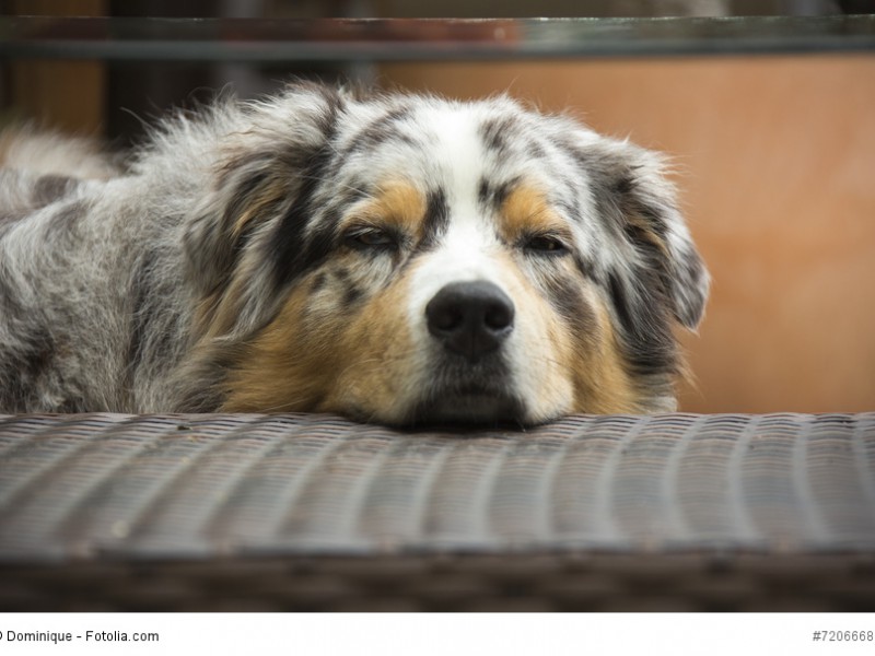 Australian Shepherd ruhend liegend Hütehund