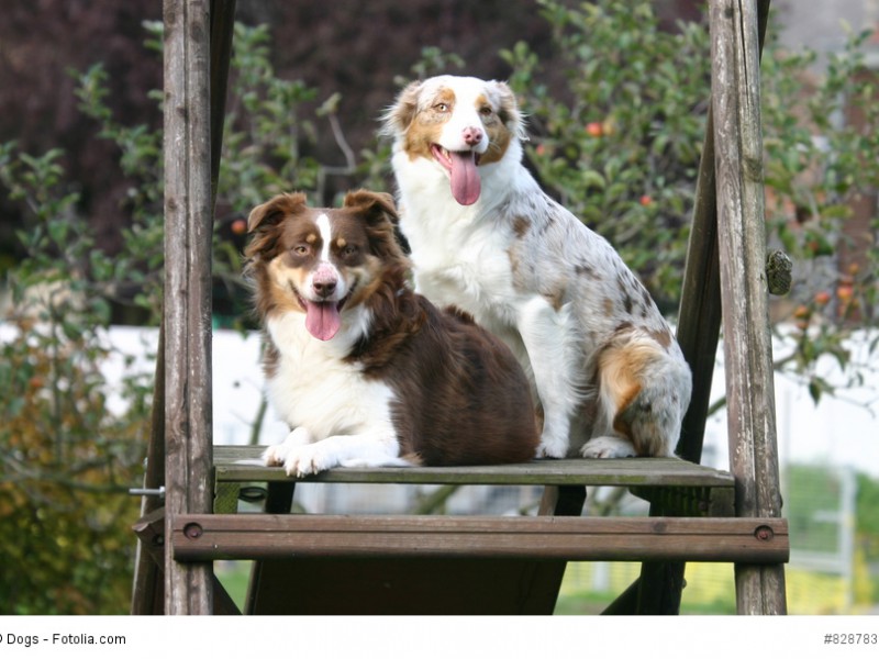 Australian Shepherd gibt es in zahlreichen Farbvarianten.