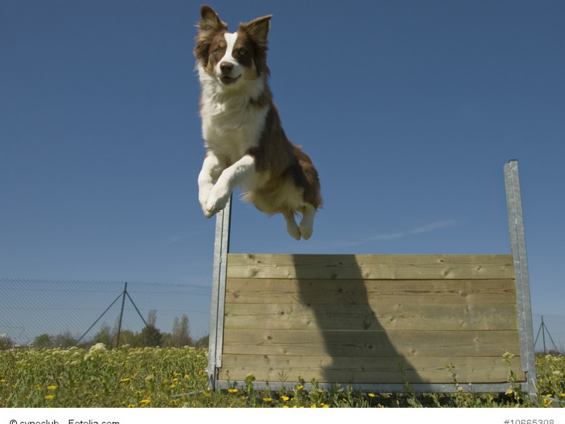 Aussies brauchen eine Aufgabe und sind begeisterte Agility-Teilnehmer.